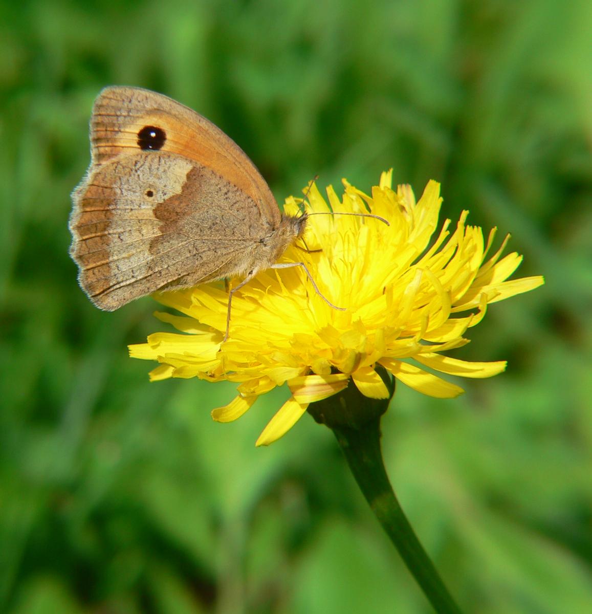 Satyridae da identificare - Maniola jurtina